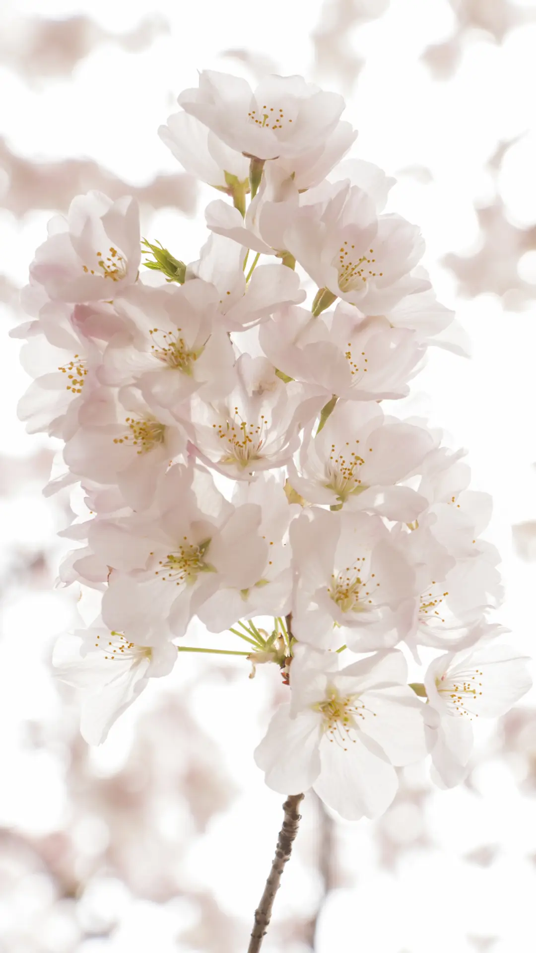 春日樱花-锐景创意