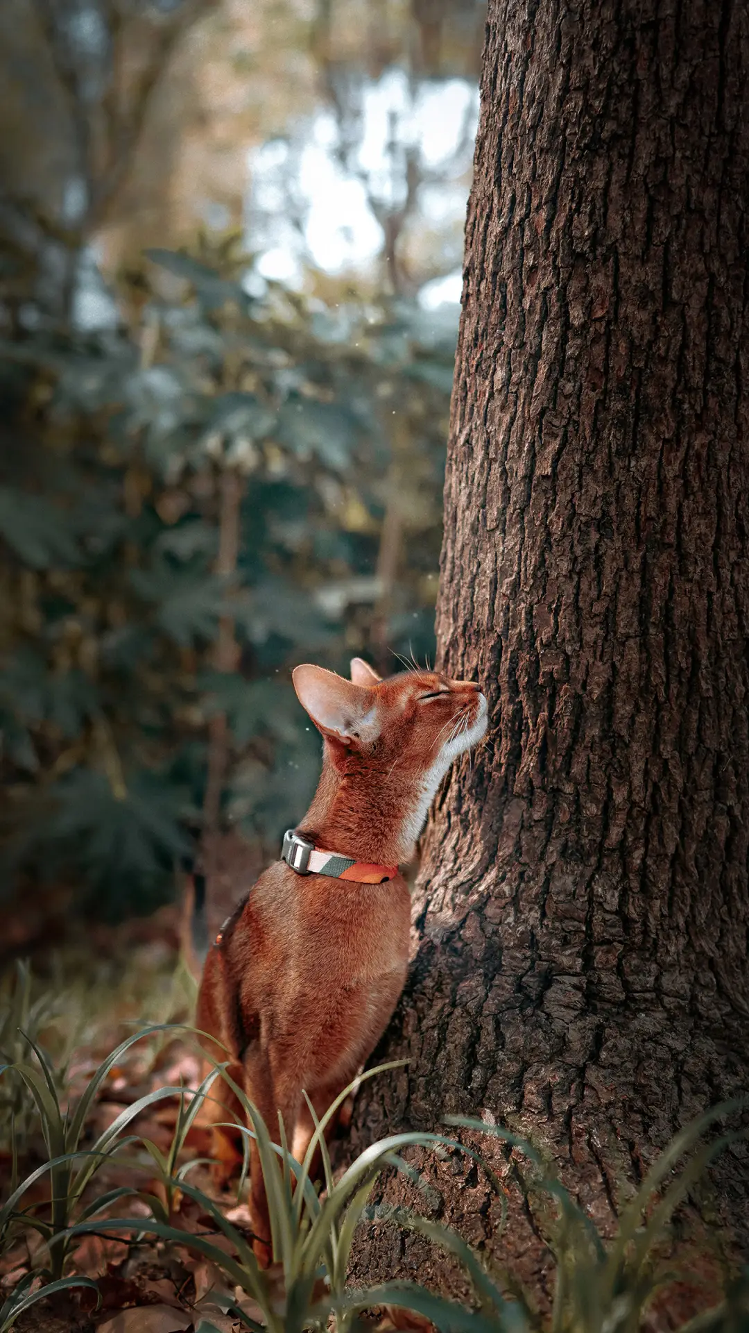 猫咪最讨厌主人的行为 - Screenshot 1