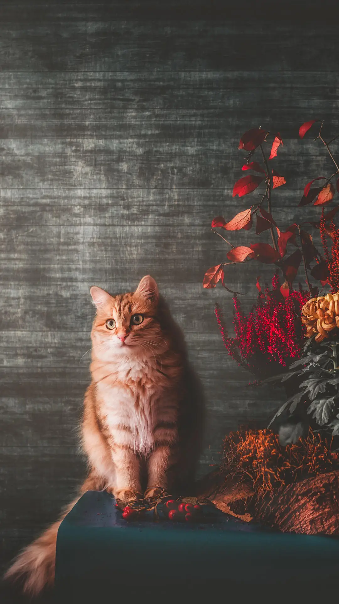 养猫咪的禁忌行为