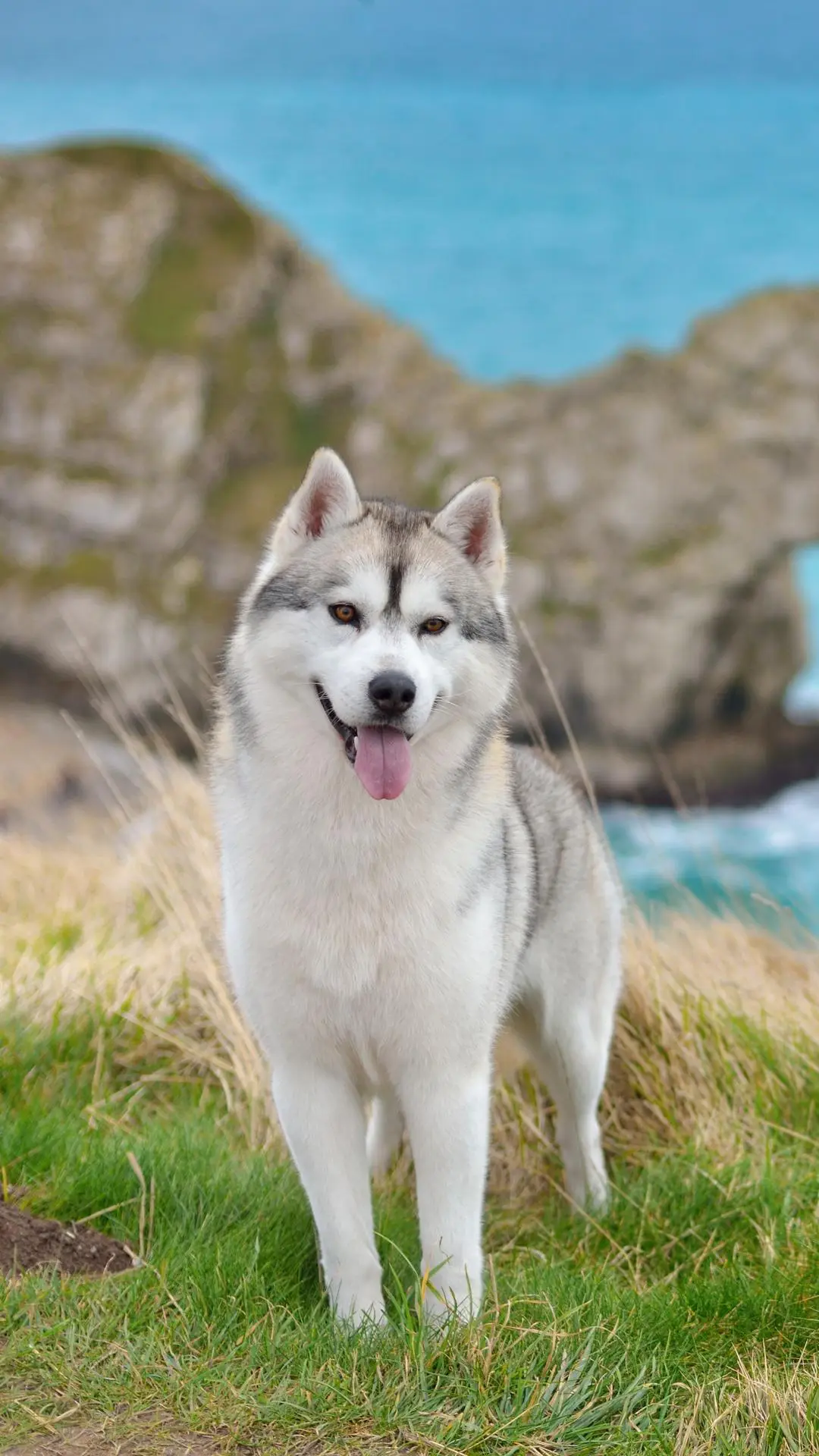 狗狗开心的信号