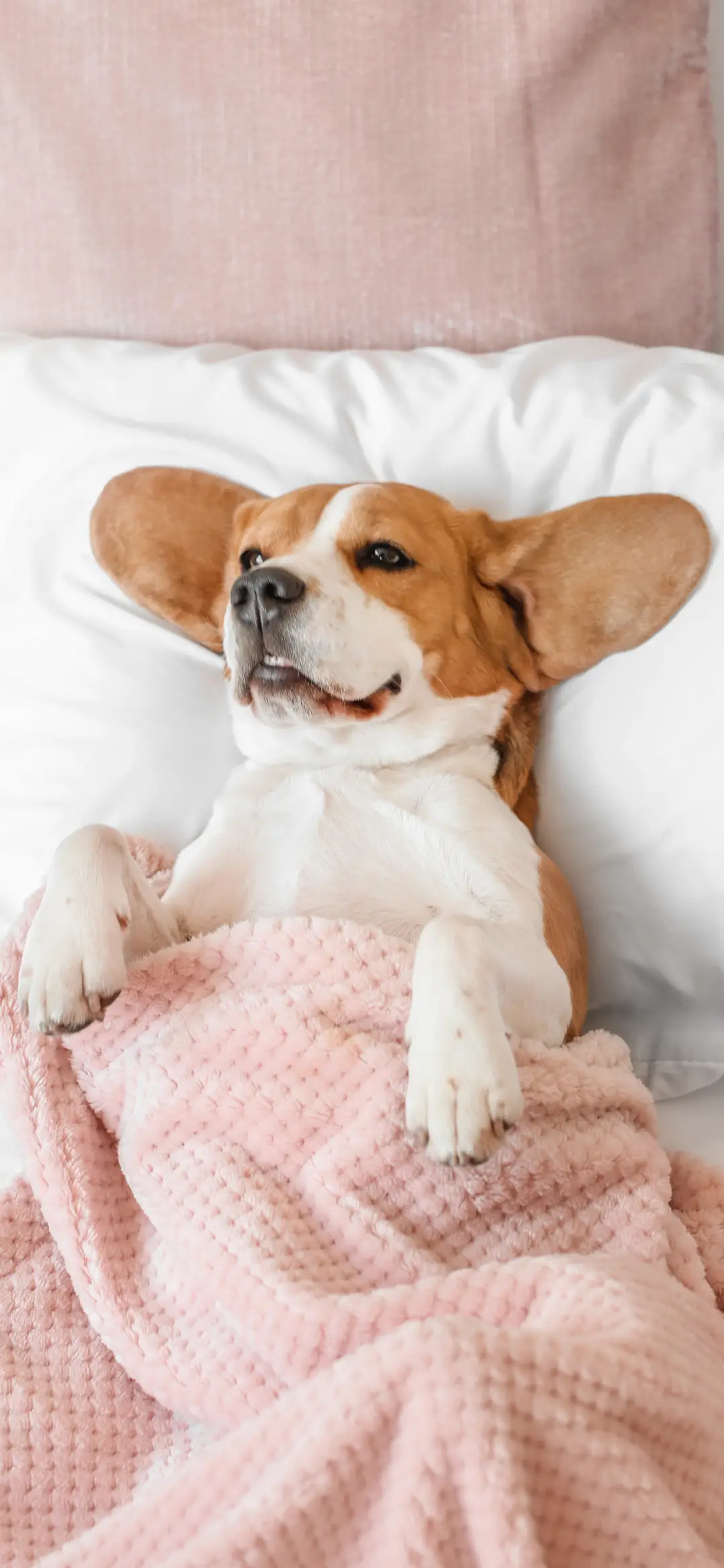 汪星人-拍信图库 - Screenshot 1