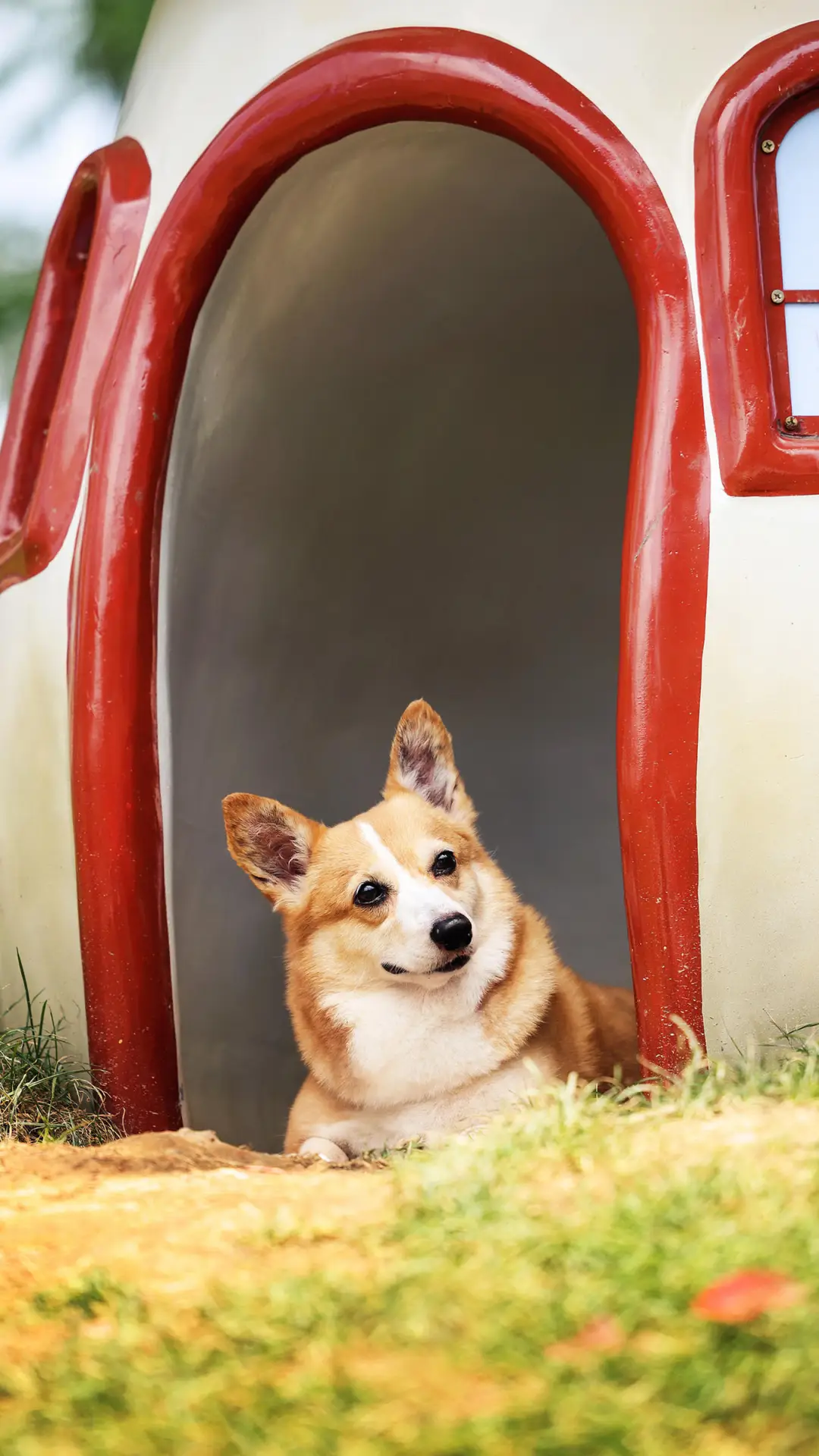 狗狗喜欢主人抚摸哪里