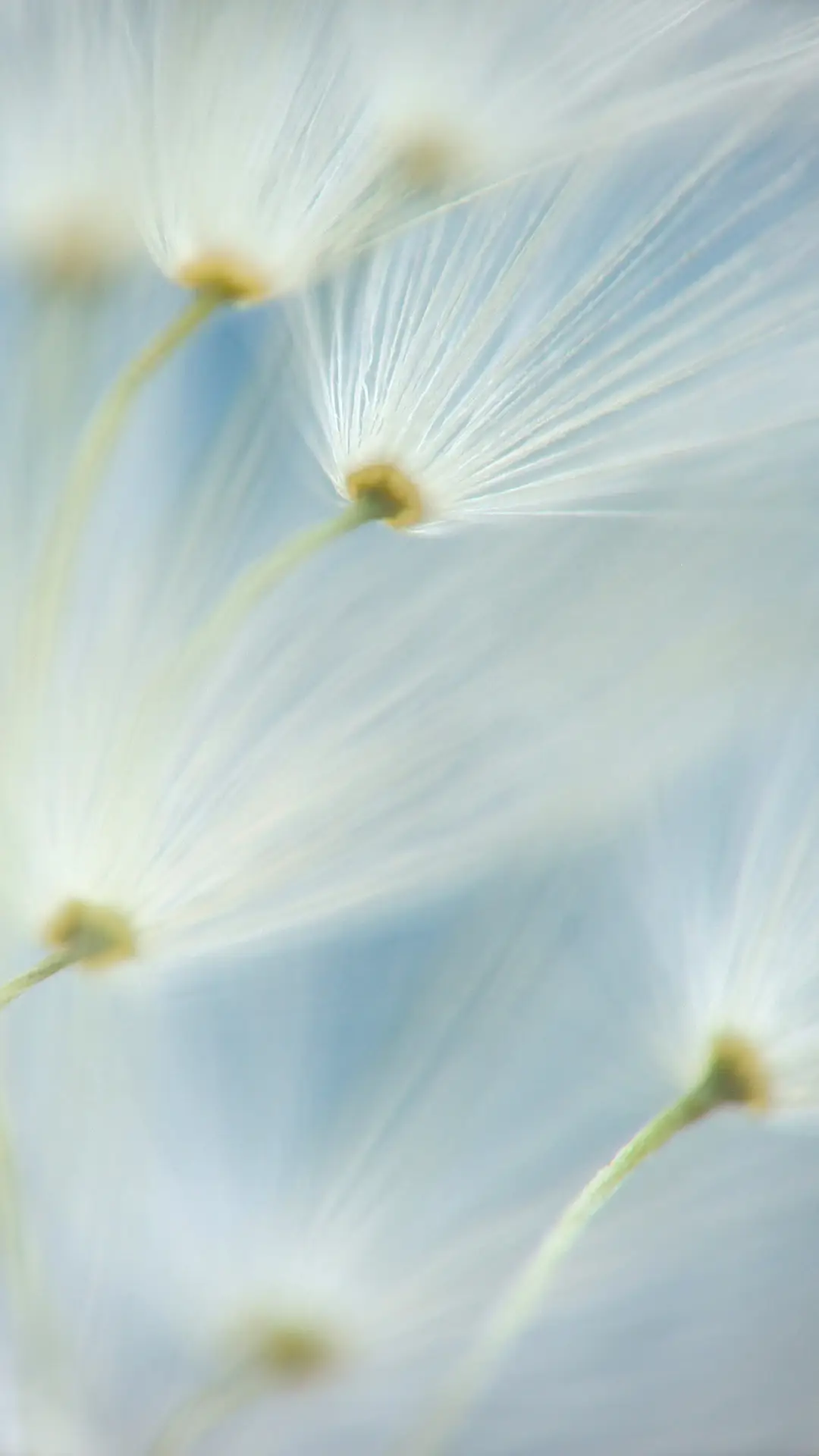微观植物-锐景创意