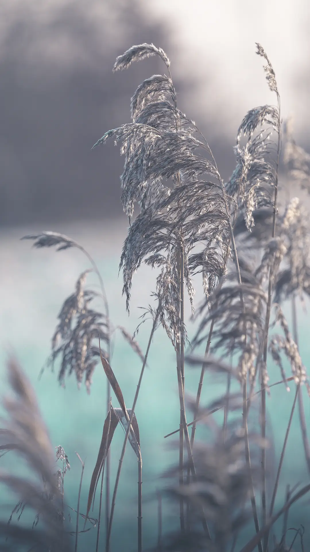 唯美风景 - Screenshot 1