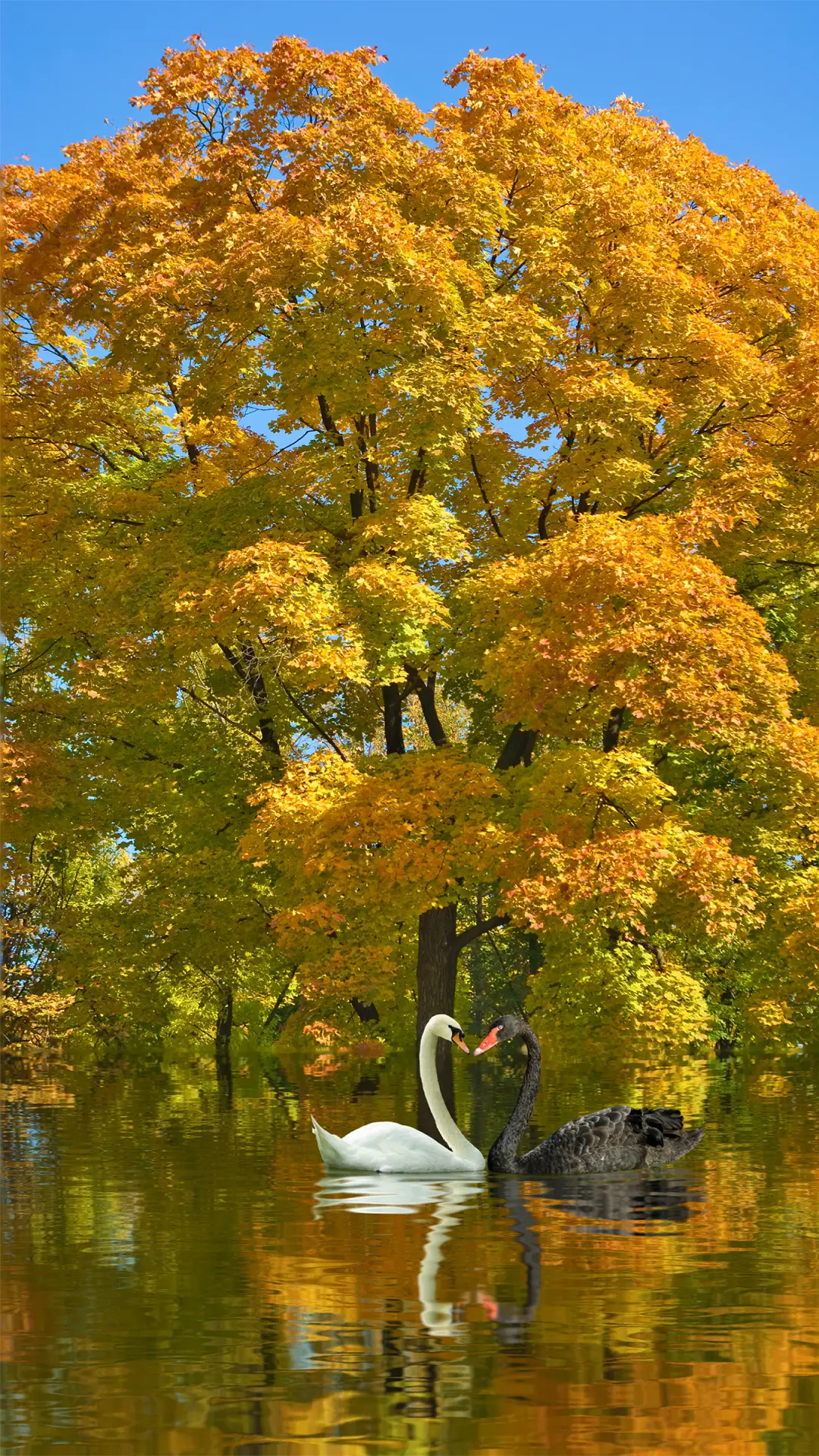 浪漫天鹅-拍信图库