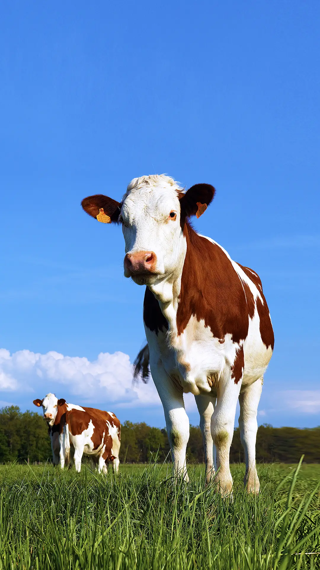 草原动物-拍信图库