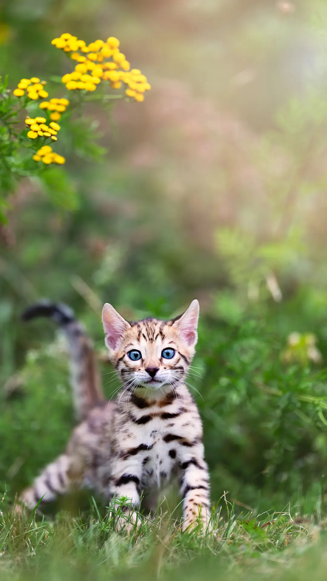 猫的守望壁纸-锐景创意