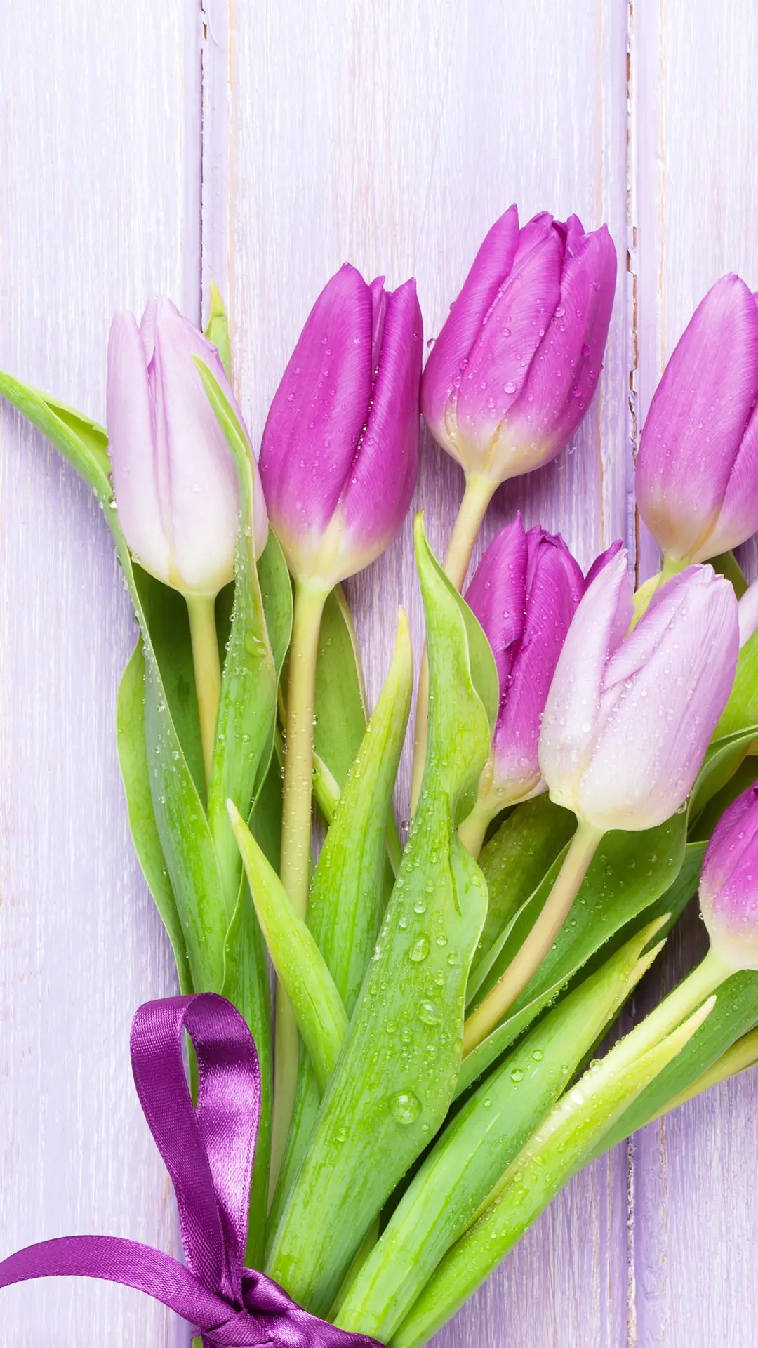 紫色郁金香-锐景创意