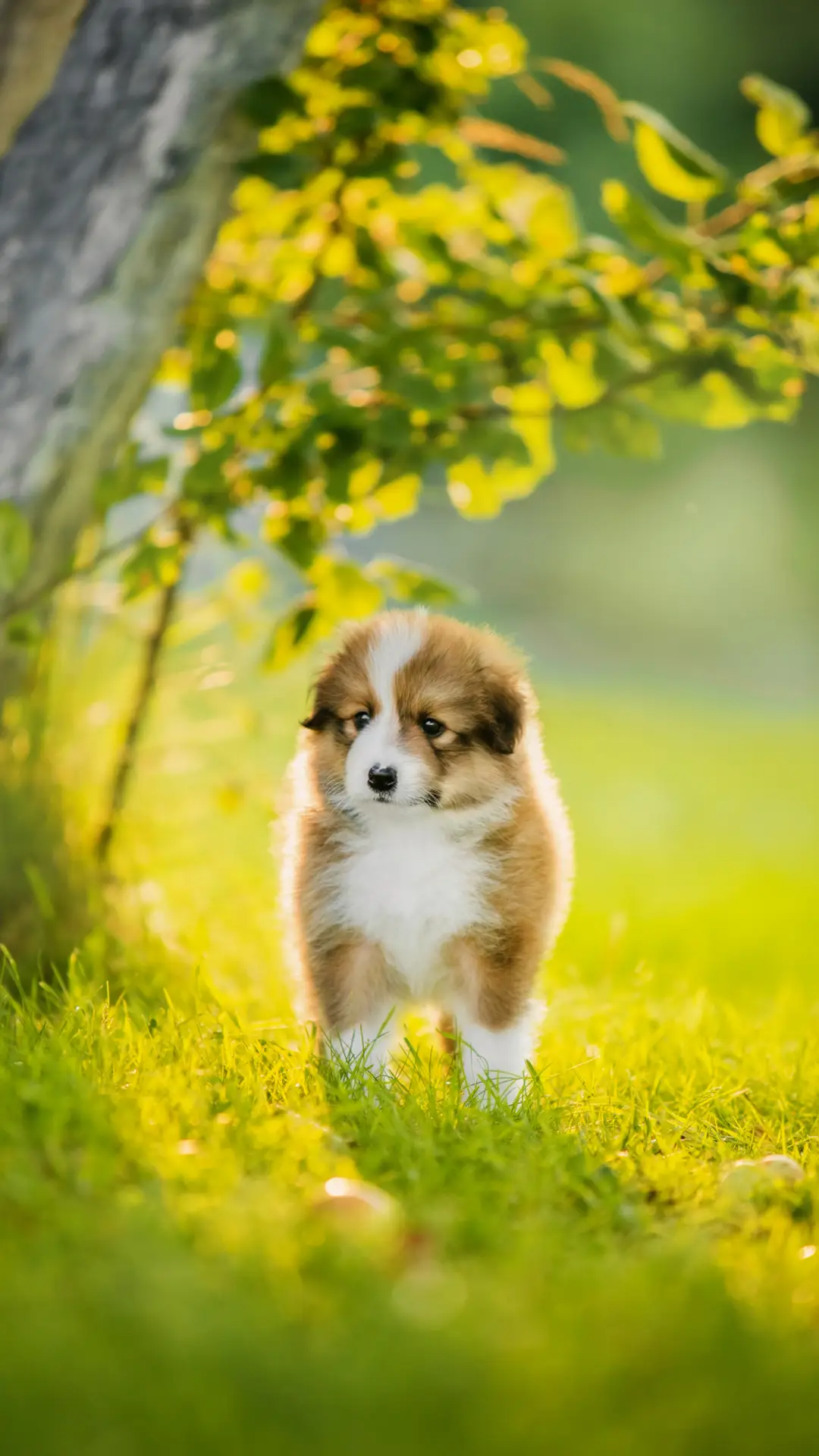 狗狗到底有多怕热