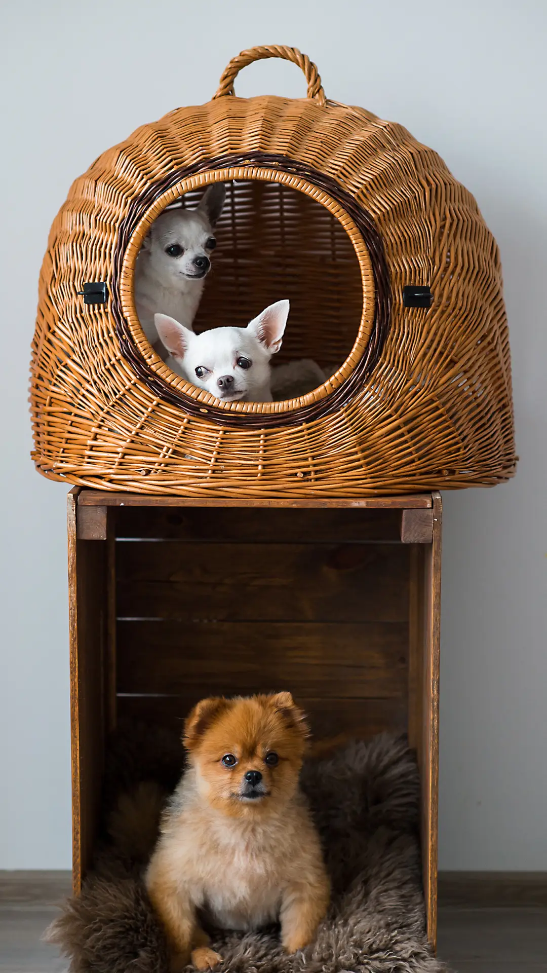 可爱狗狗-拍信图库 - Screenshot 1