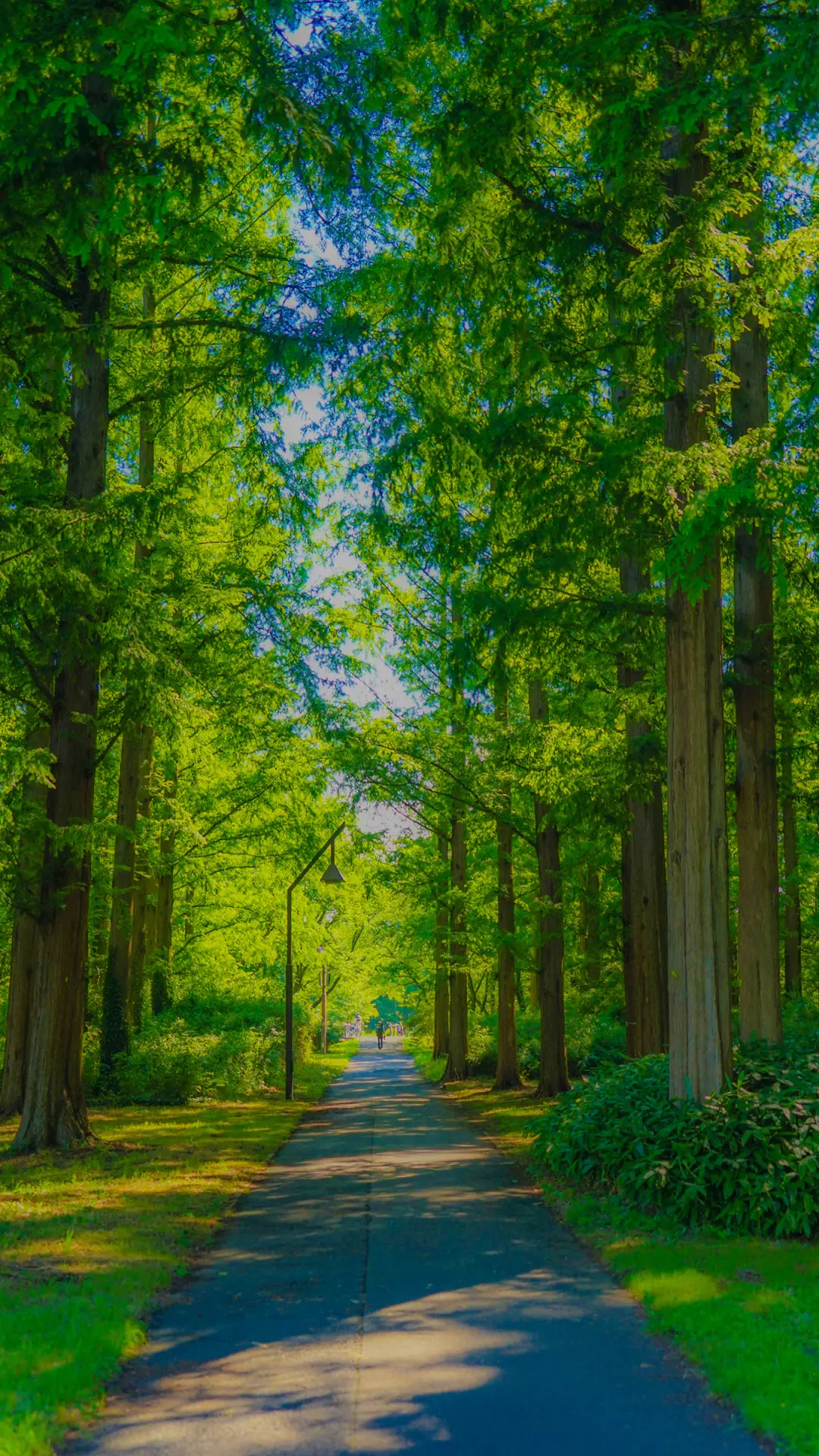 森林国度-拍信图库 - Screenshot 1