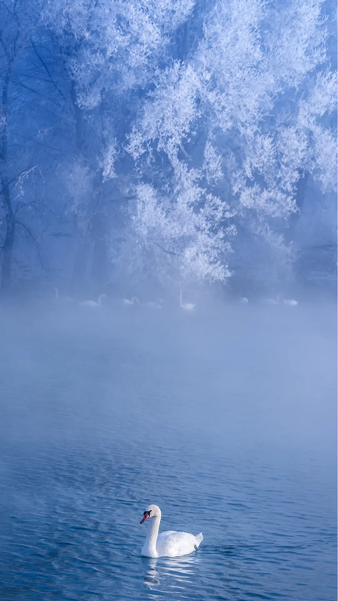 天鹅-【视觉中国】