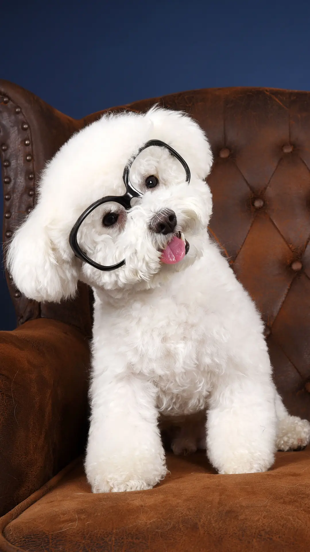 狗狗睡姿还有这些含义 - Screenshot 1