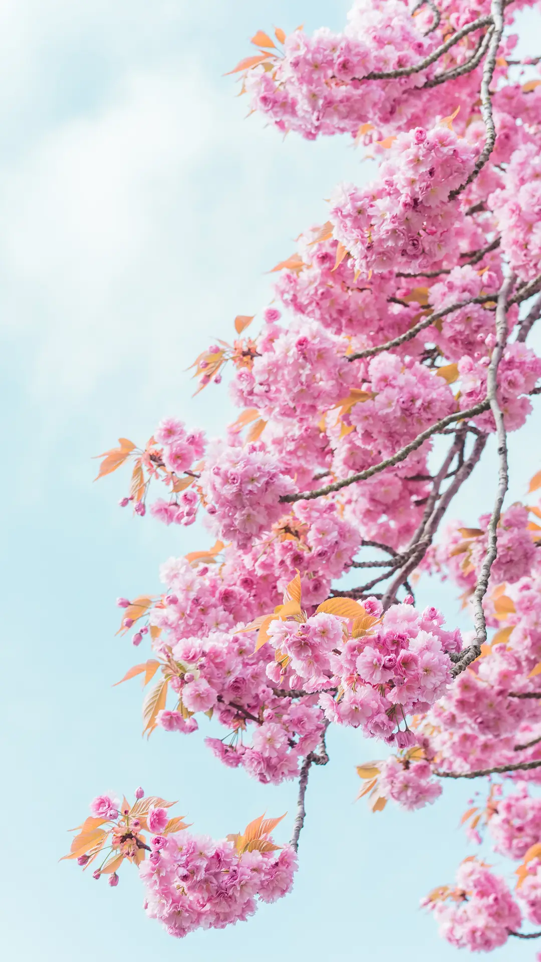 春色满园关不住-锐景创意 - Screenshot 1