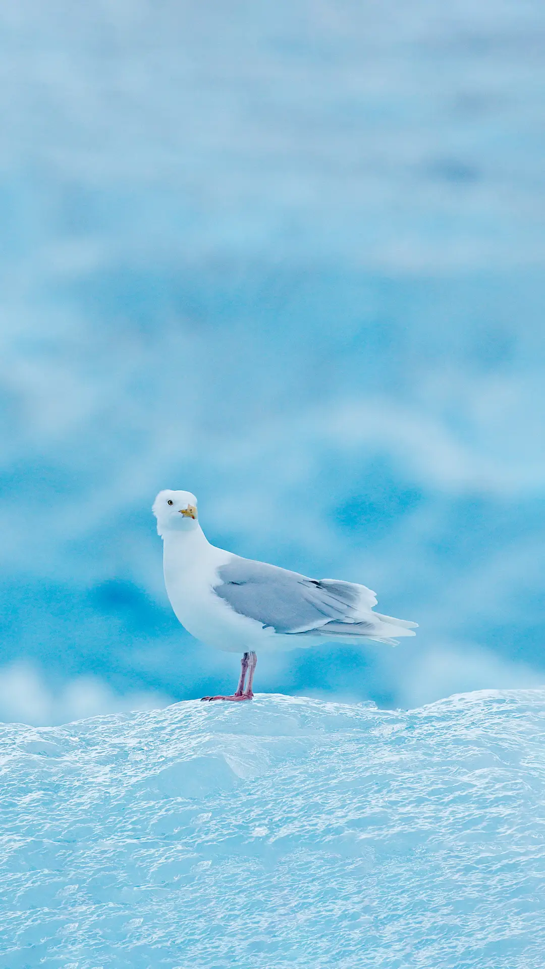北极海鸥壁纸-锐景创意