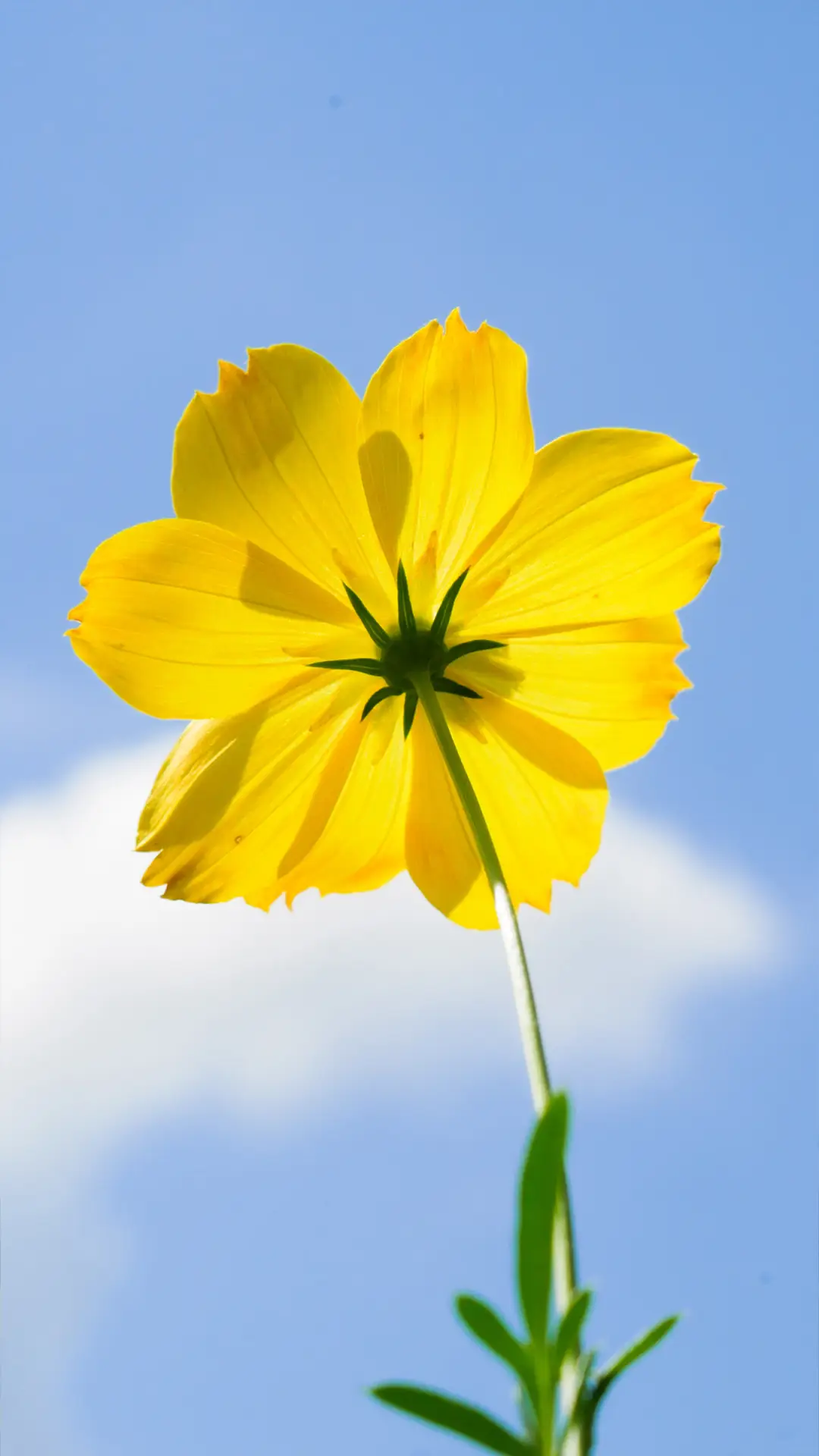 生如夏花-拍信图库 - Screenshot 1