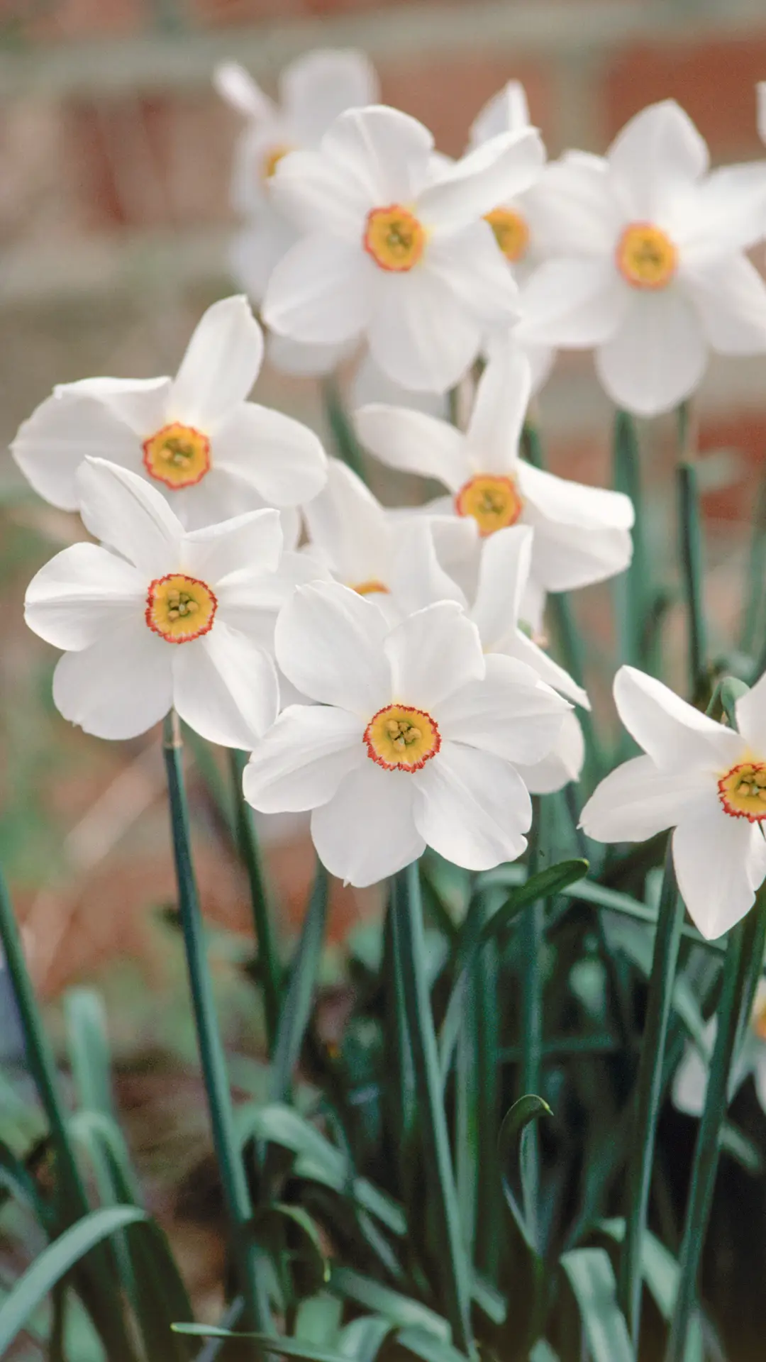素雅清香的花仙子
