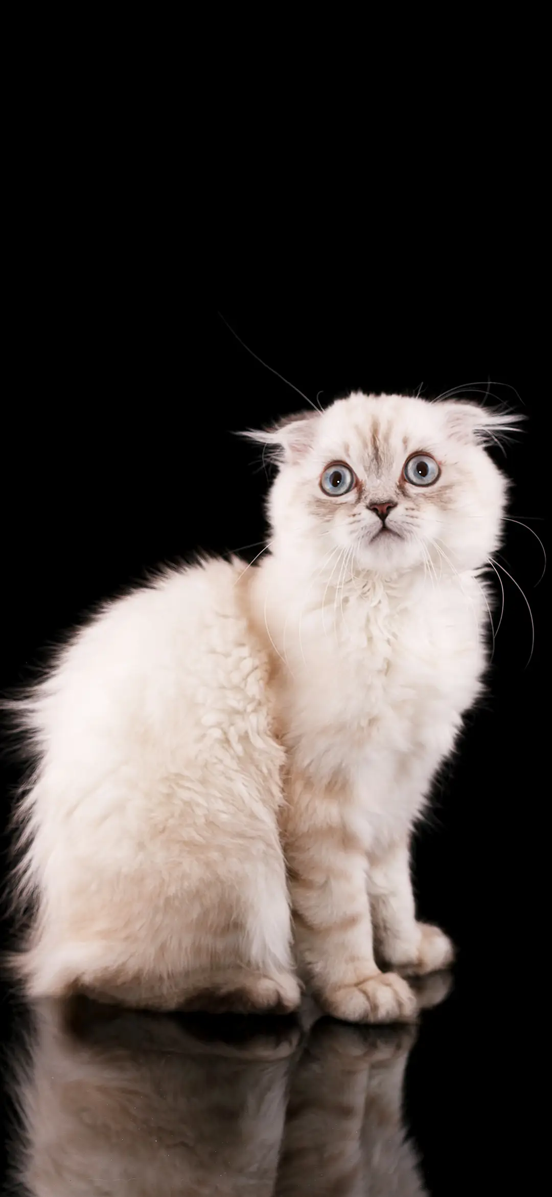 萌宠卡哇伊-拍信图库