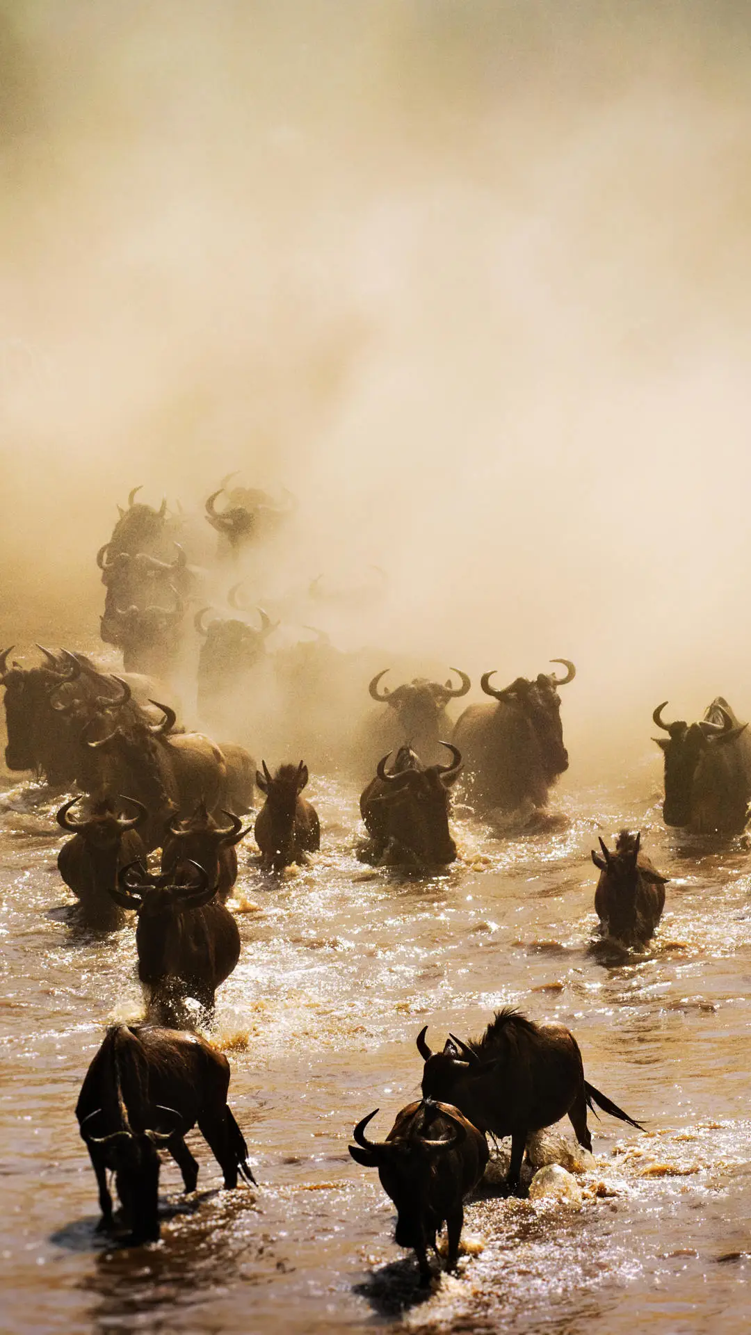 肯尼亚动物大迁徙