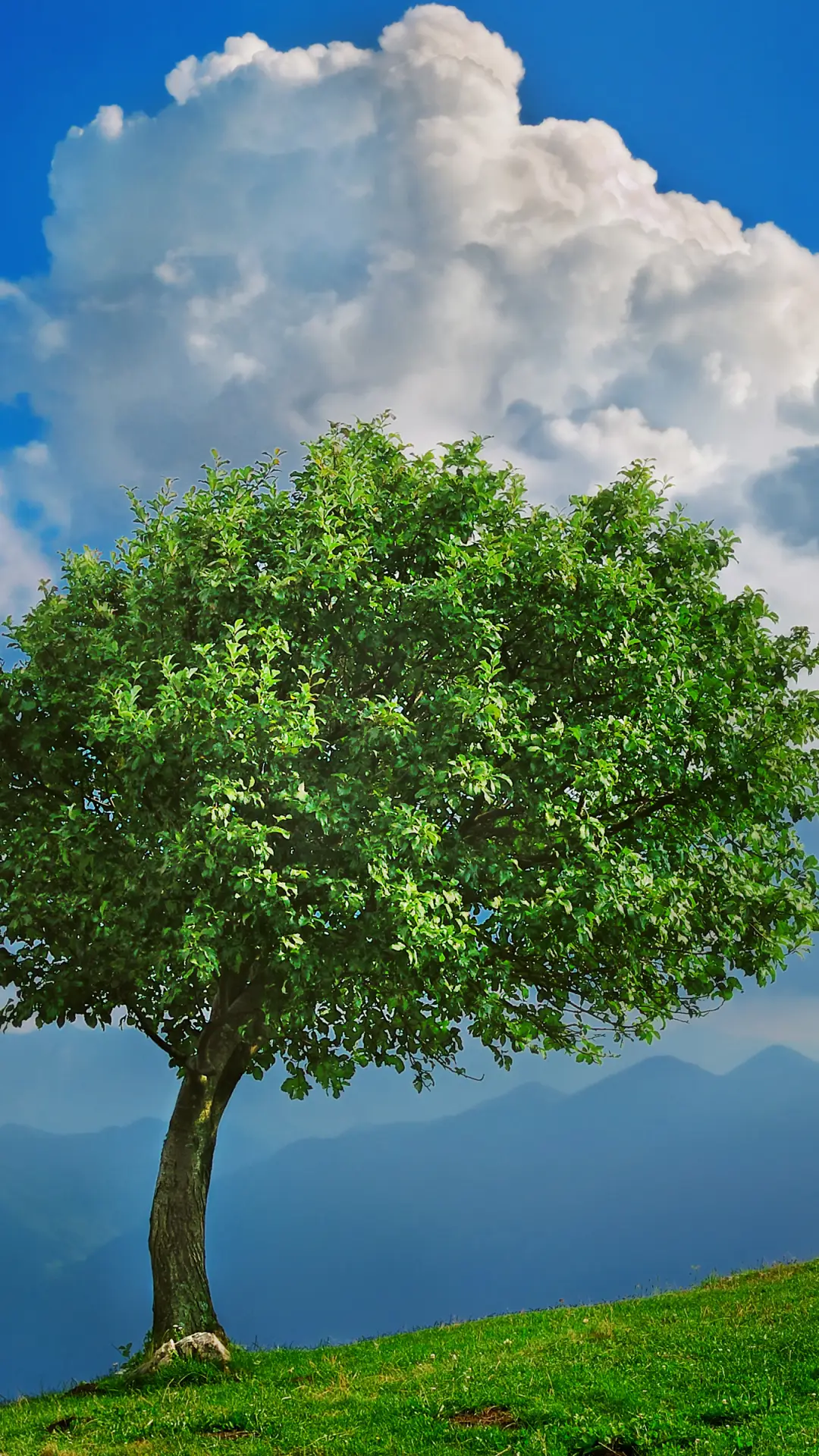 绿草蓝天-拍信图库