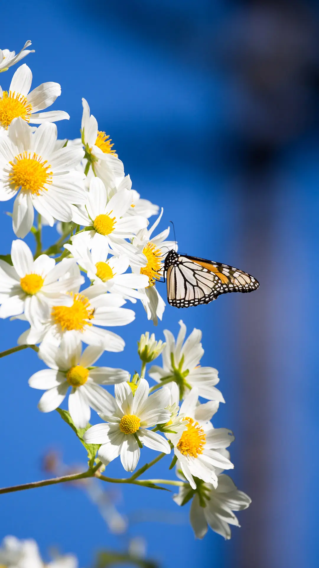 帝王蝶与花 - Screenshot 1
