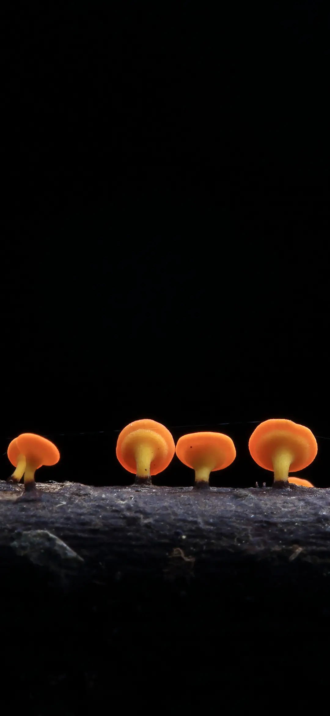 野生蘑菇壁纸-锐景创意 - Screenshot 1