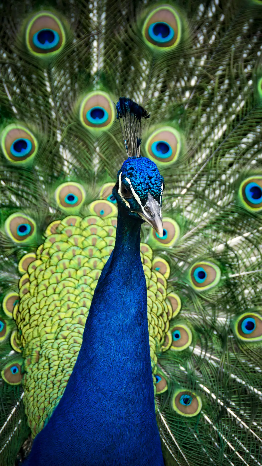 百鸟之王孔雀