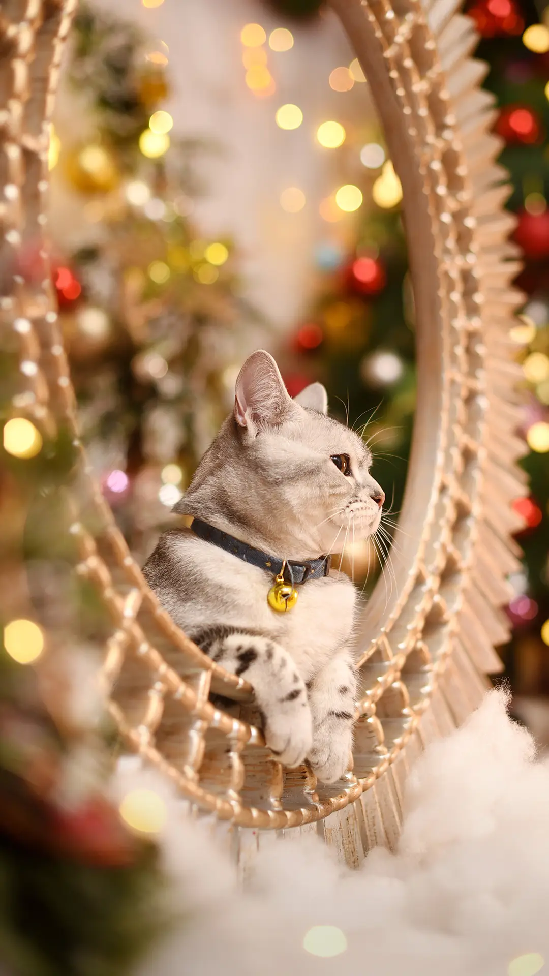 怎么炼成“吸猫”体质