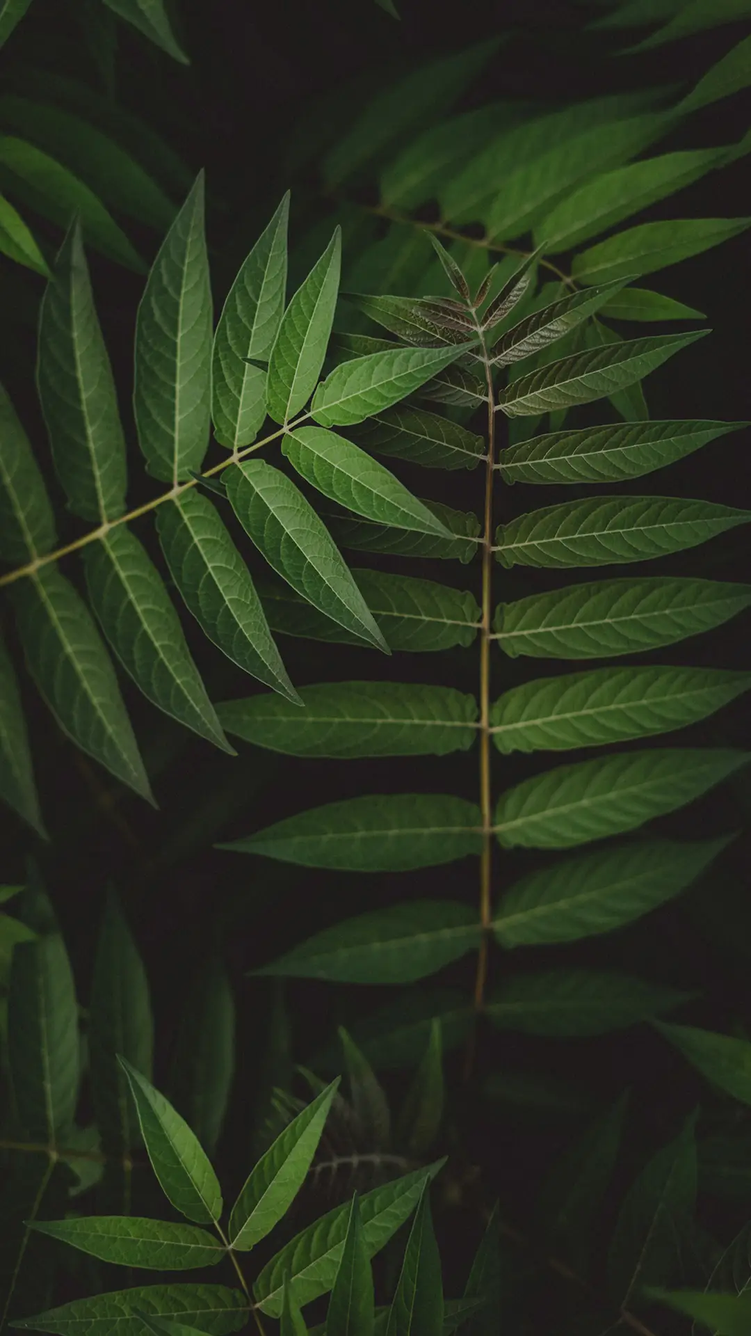 护眼绿-锐景创意