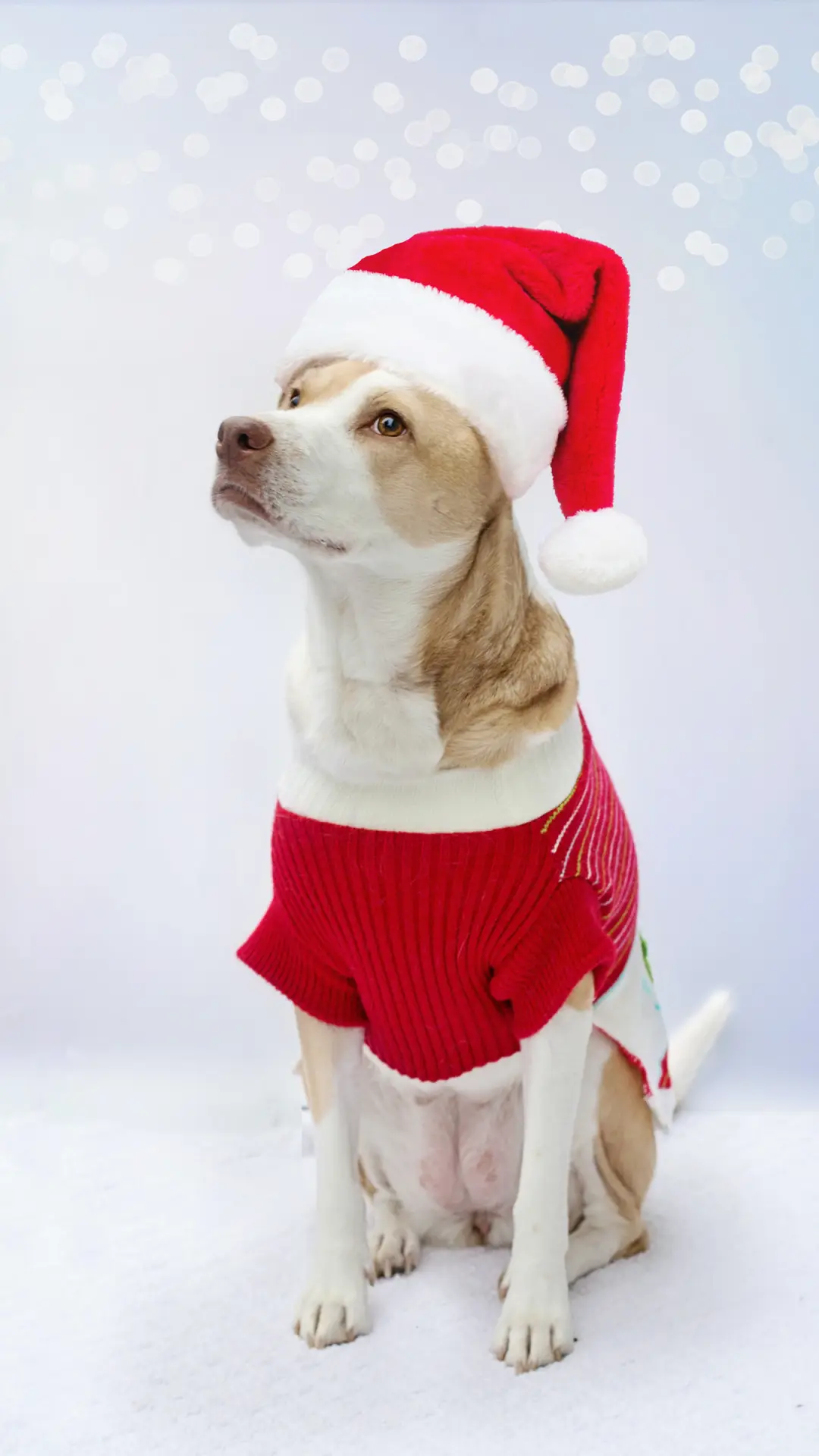 喜欢养狗的理由