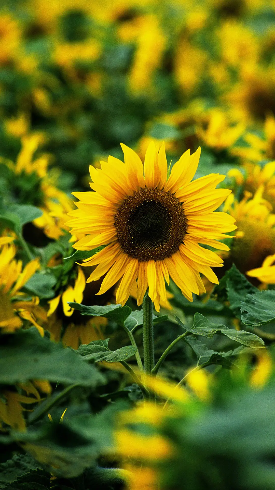 像太阳花一样面向阳光 - Screenshot 1