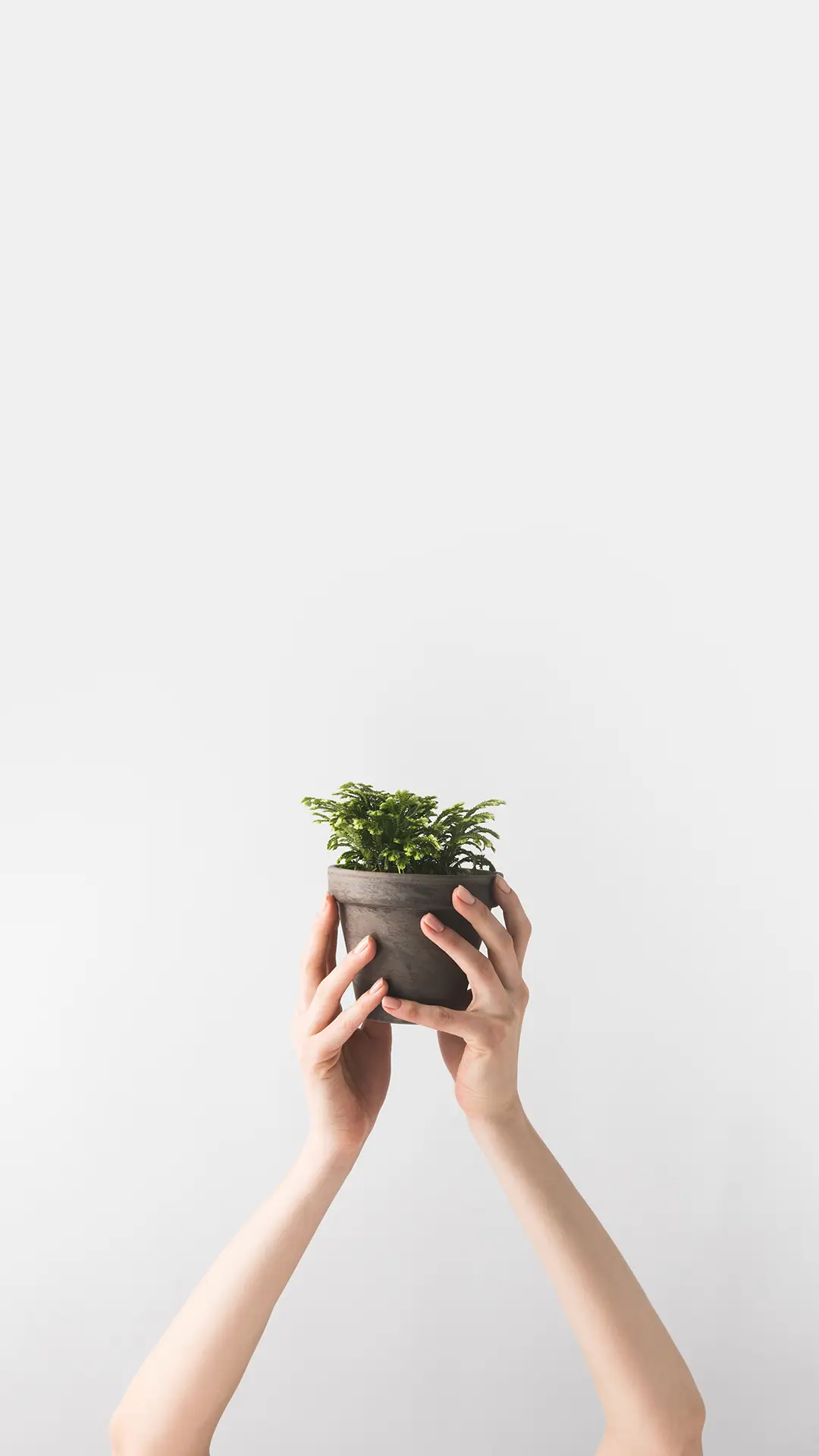 小绿植-锐景创意