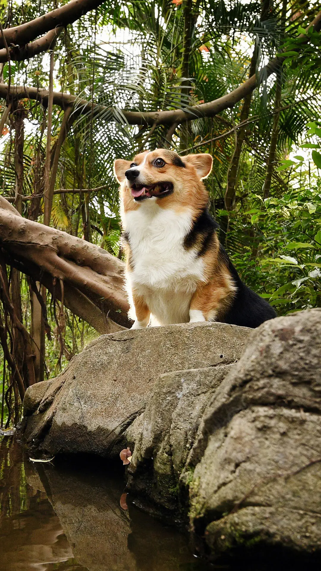 汪星人如何叫你起床