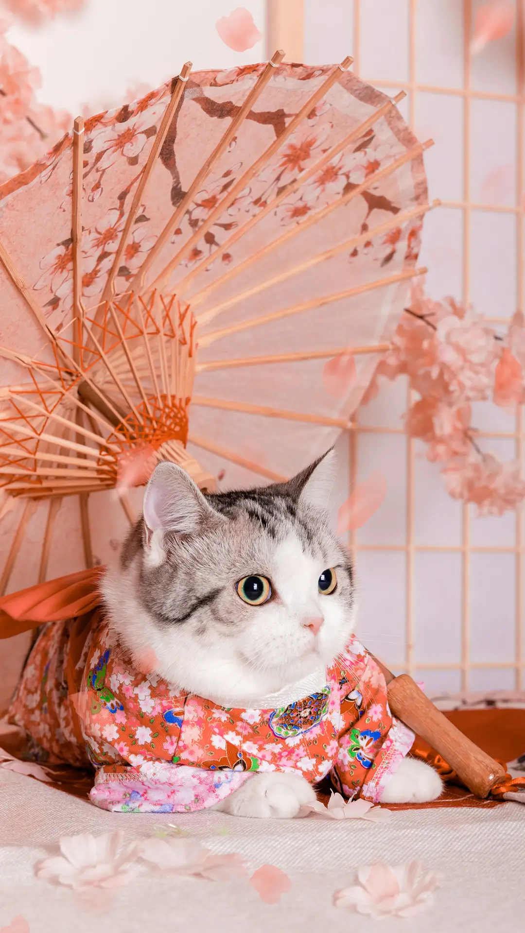 猫咪是如何驯化人类的