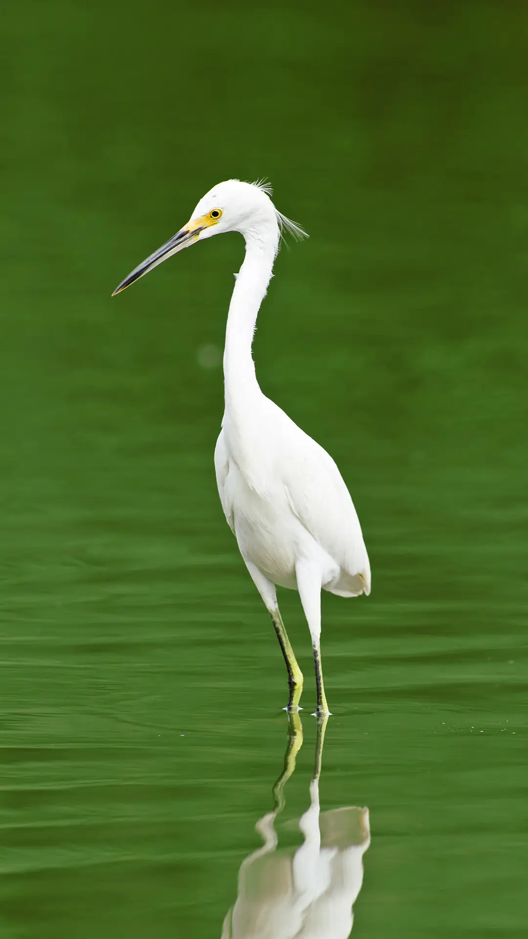 极简鸟类-拍信图库