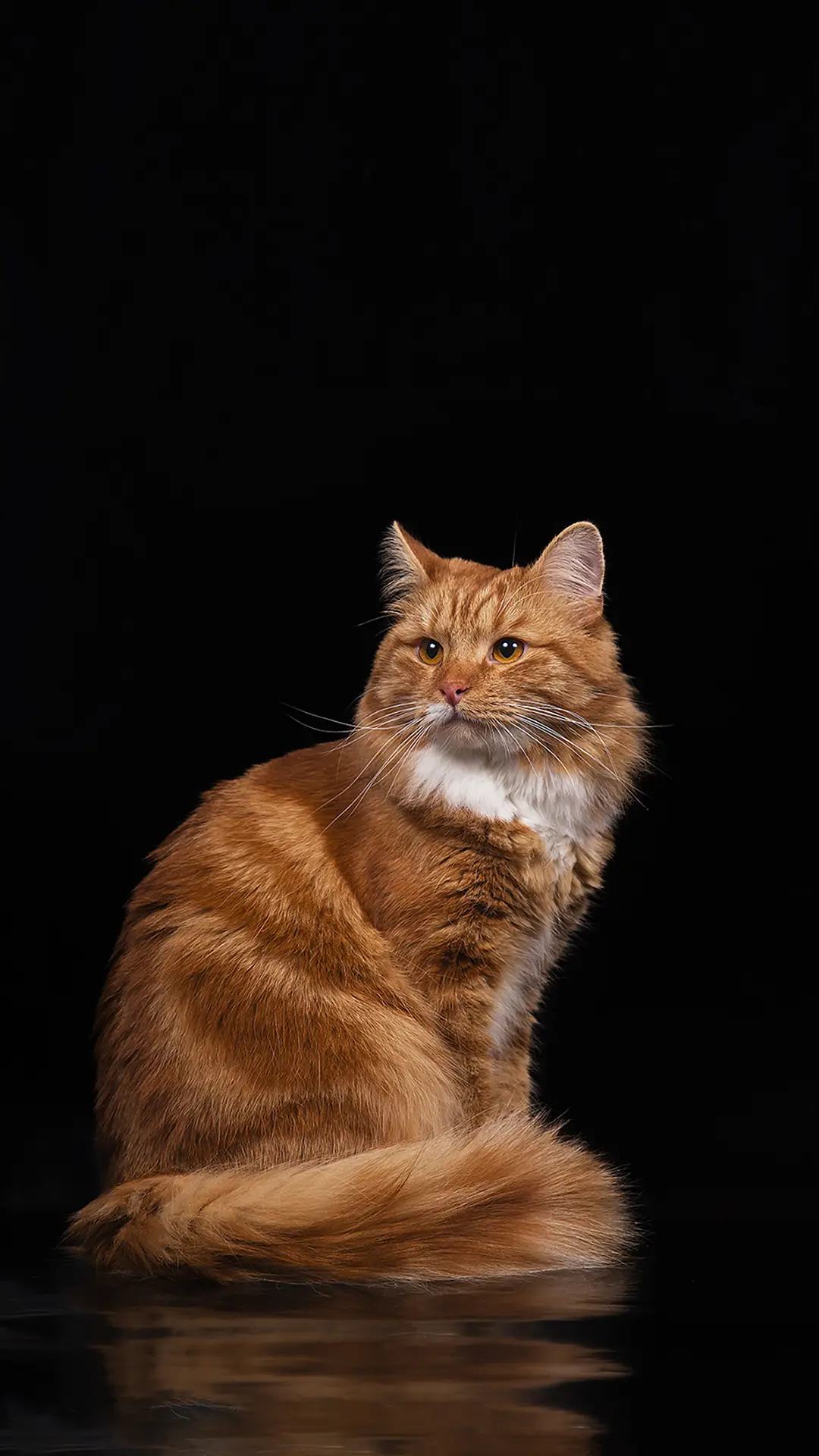 萌宠乐园-拍信图库