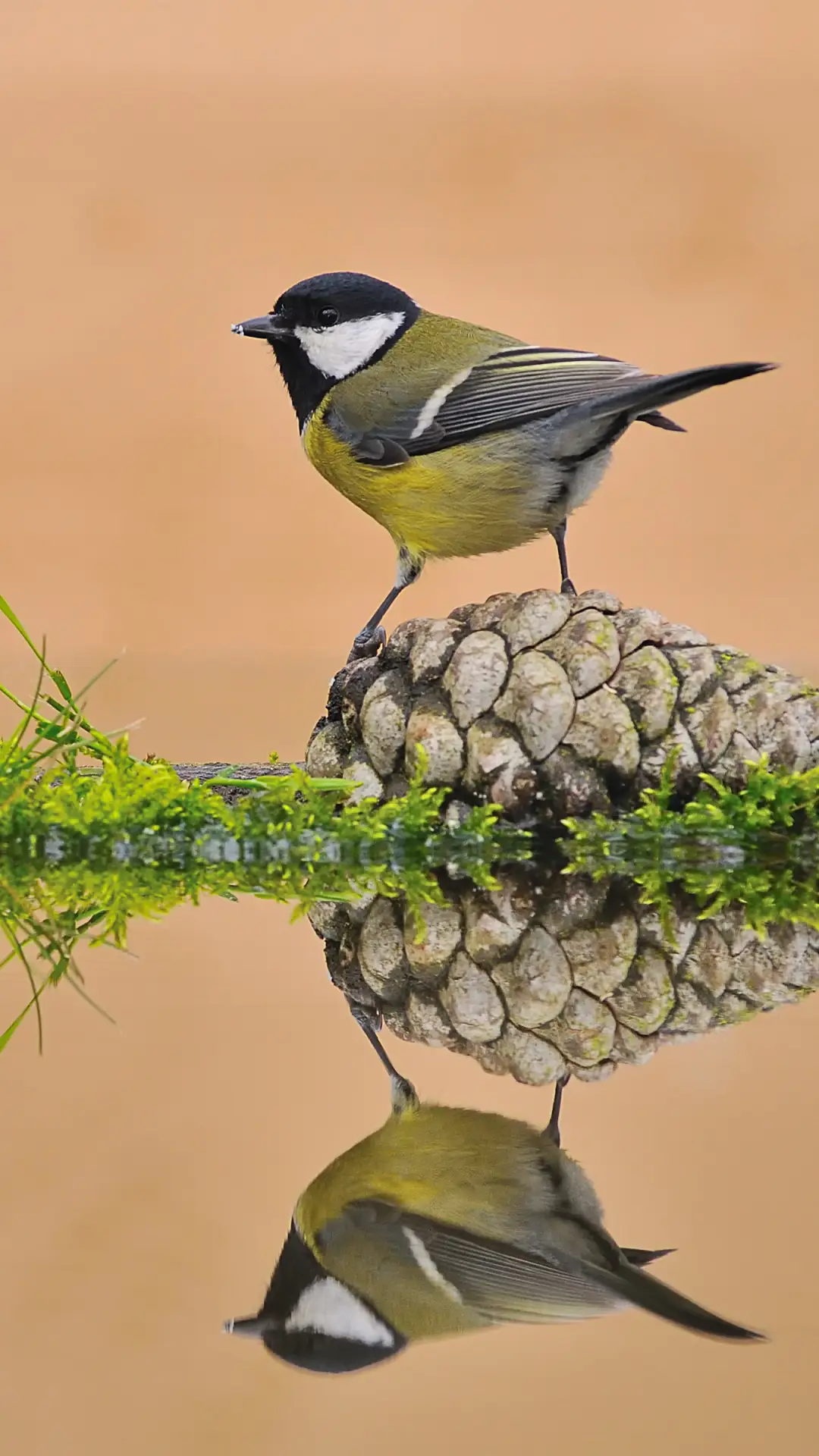 嘤嘤鸟鸣——拍信图库