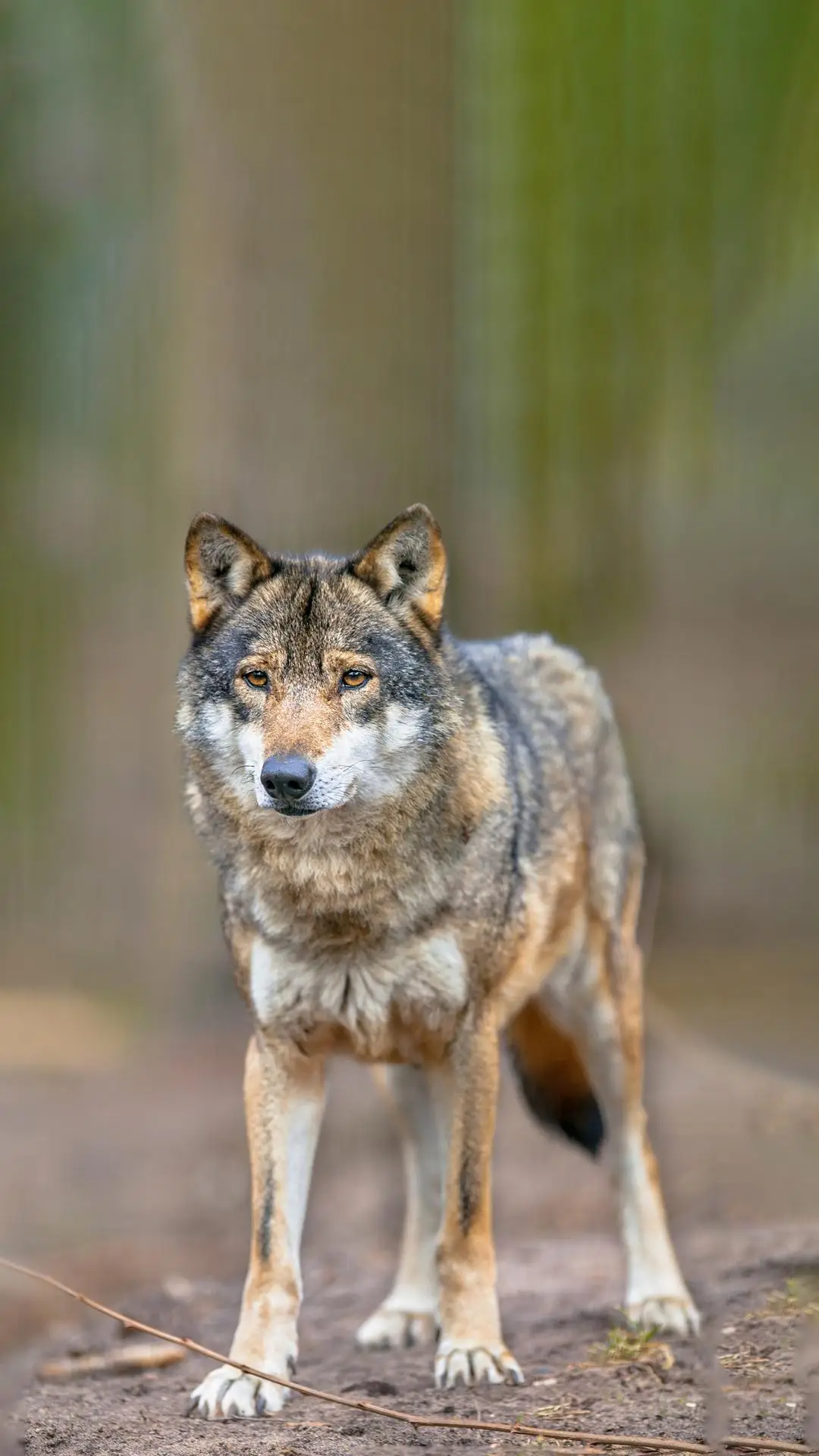 上帝为什么要创造豺狼